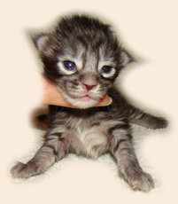      Catsvill County
